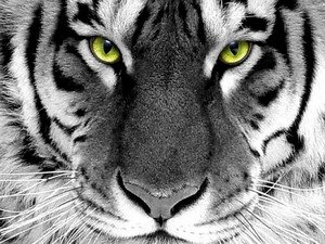 tora.jpg, 35 KB